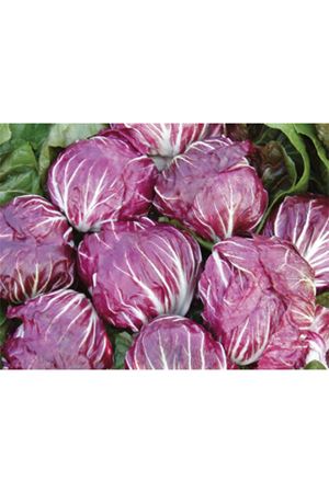 RUBRO HİNDİBA TOHUMU