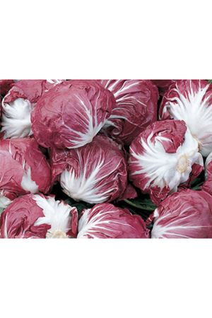 LEONARDO HİNDİBA TOHUMU