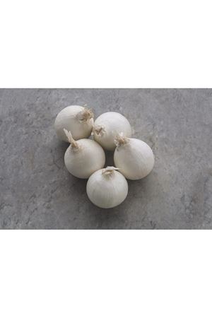 STARDUST F1 BEYAZ UZUN GÜN SOĞAN TOHUMU