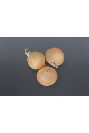 MAKALUF1 KISA GÜN SOĞAN TOHUMU