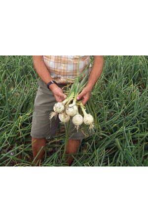 İCEPEARL F1 UZUN GÜN SOĞAN TOHUMU