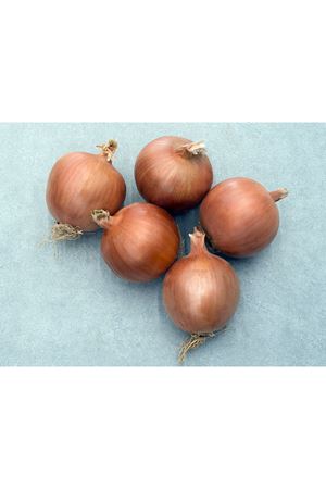 ORLENDA F1  UZUN GÜN SOĞAN TOHUMU