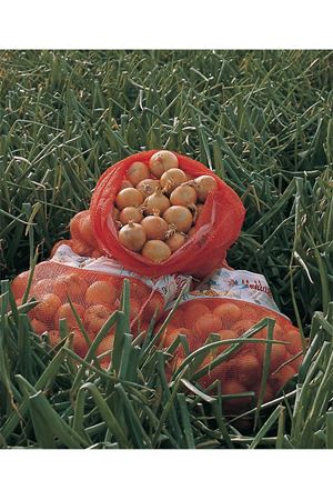 SEDONA F1 UZUN GÜN SOĞAN TOHUMU