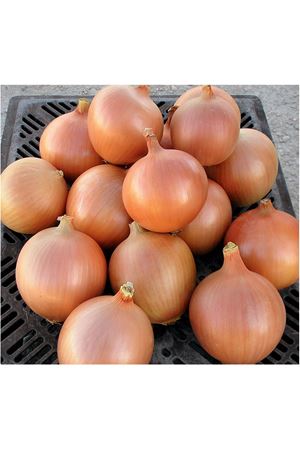 CİTATİON F1 UZUN GÜN SOĞAN TOHUMU