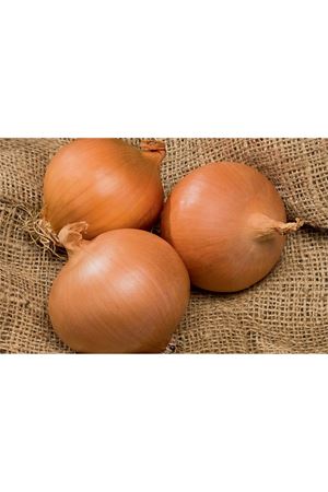 DAYTONA F1 UZUN GÜN SOĞAN TOHUMU