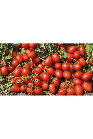 SUN 6216 F1 DOMATES TOHUMU