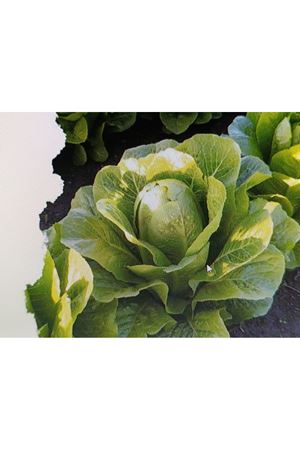 CORATON YEDİKULE MARUL TOHUMU