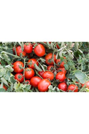 Advance F1 Domates Tohumu