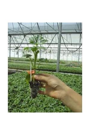 NUN 9075 F1 KARPUZ ANACI