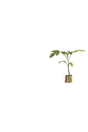 SPİRİT F1 DOMATES ANACI  TOHUMU