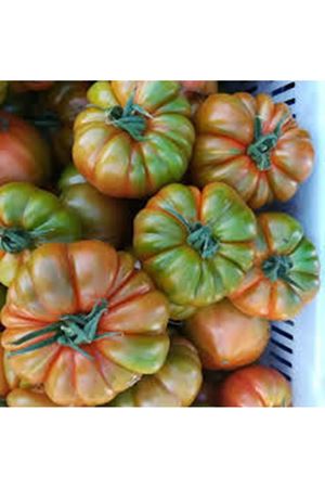 MAREMAGNO F1 KÖY DOMATESİ TOHUMU