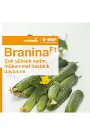 BRANİNA F1 TURŞULUK HIYAR TOHUMU