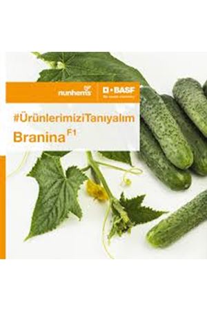 BRANİNA F1 TURŞULUK HIYAR TOHUMU