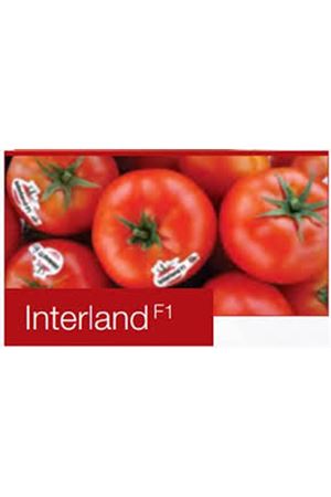 İNTERLAND F1 OTURAK DOMATES TOHUMU