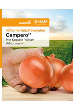 CAMPERO F1 UZUN GÜN SOĞAN TOHUMU
