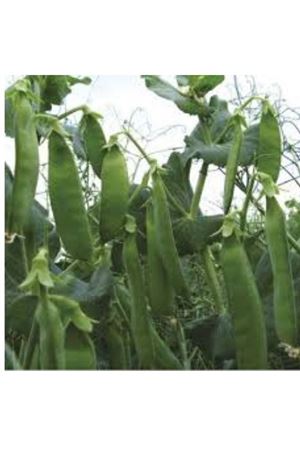 NUNHEMS  COMPANA BEZELYE TOHUMU