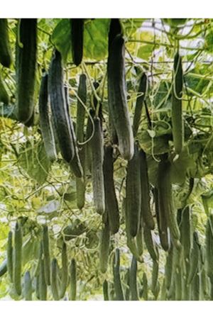 BACCARA F1 HIYAR TOHUMU