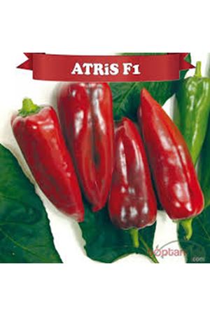 ATRİS F1 KAPYA BİBER TOHUMU