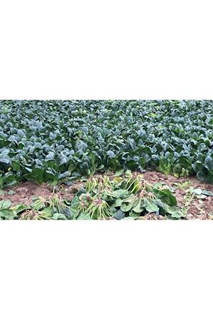 NUNHEMS  SCULPTUR F1 ISPANAK TOHUMU