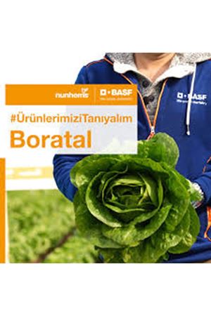 BORATAL F1 YEDİKULE MARUL TOHUMU