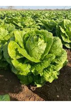 BORATAL F1 YEDİKULE MARUL TOHUMU