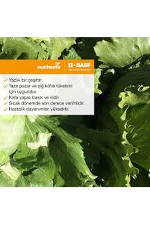  NUNHEMS  METALİA  İCEBERG TOHUMU