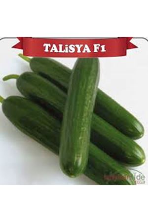 TALİSYA F1 HIYAR TOHUMU