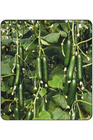 VEOLLA F1 SIRIK HIYAR TOHUMU