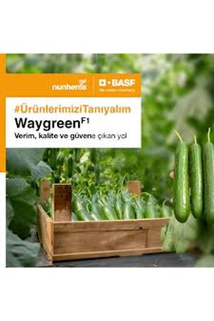 WAYGREEN F1 SIRIK HIYAR TOHUMU