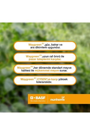 WAYGREEN F1 SIRIK HIYAR TOHUMU