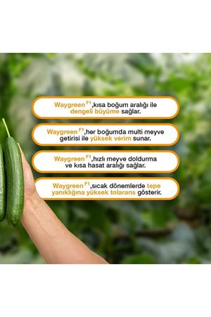 WAYGREEN F1 SIRIK HIYAR TOHUMU