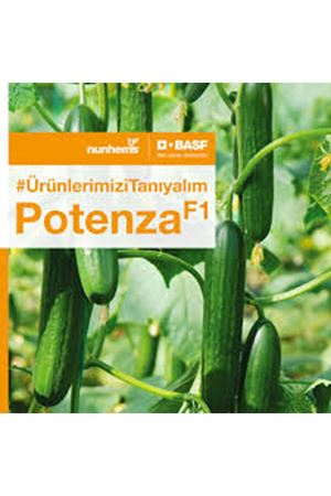 POTENZA F1 SIRIK HIYAR TOHUMU