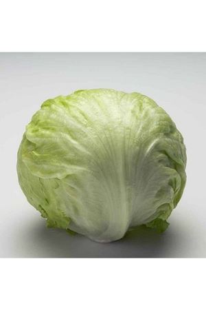 FİNLANDİA RZ  İCEBERG MARUL TOHUMU