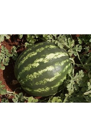 GOLDEN WEST GALAXY KARPUZ TOHUMU