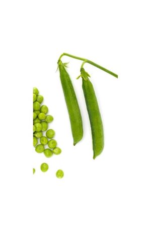 NUNHEMS  PRİMARA  BEZELYE TOHUMU