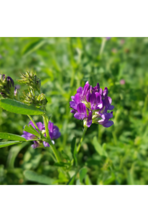 GEA YONCA TOHUMU 25 KG AMBALAJLARDA