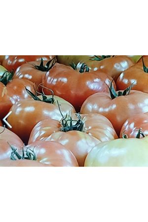 HAZERA SİHİRBAZ F1 SIRIK PEMBE DOMATES TOHUMU , 1000 ADETLİK AMBALAJDA