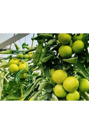 HAZERA SİHİRBAZ F1 SIRIK PEMBE DOMATES TOHUMU , 1000 ADETLİK AMBALAJDA