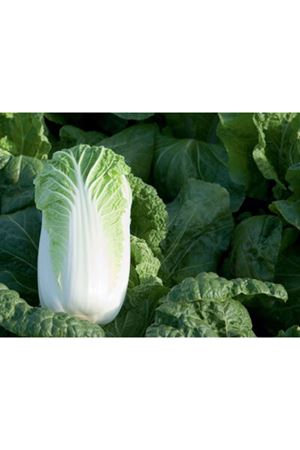 BİLKO F1 ÇİN LAHANASI TOHUMU 