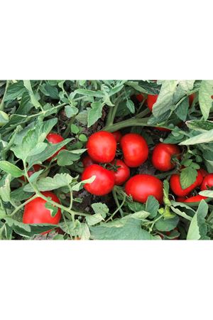 ALTBEK F1 OTURAK DOMATES TOHUMU