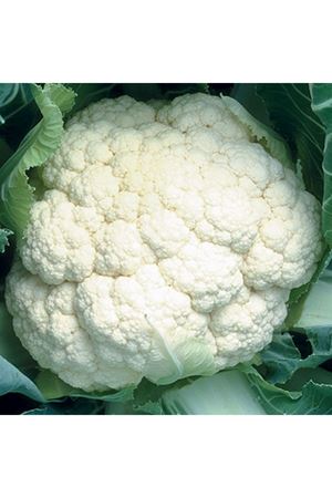 ARİZONA F1 ERKENCİ KARNABAHAR TOHUMU