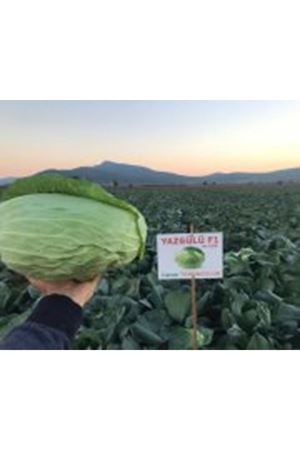 YAZGÜLÜ F1 BEYAZ LAHANA TOHUMU