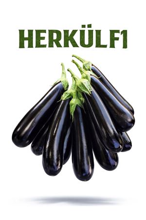 HERKÜL F1 PATLICAN TOHUMU