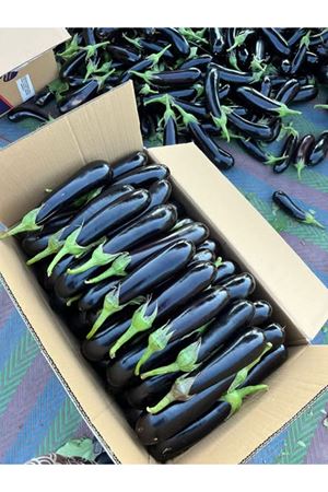 HERKÜL F1 PATLICAN TOHUMU