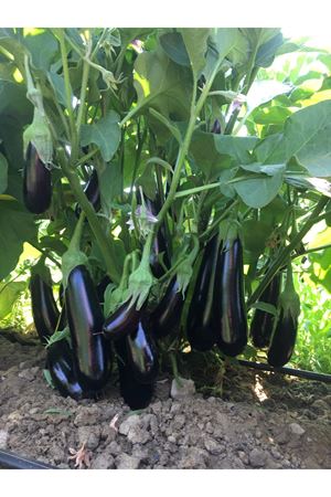 HERKÜL F1 PATLICAN TOHUMU