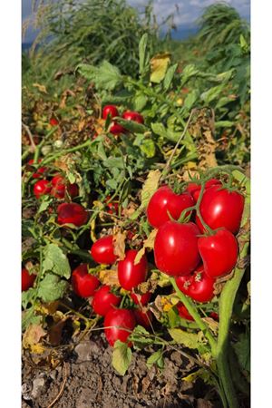 KIVILCIM F1 SANAYİ TİPİ DOMATES TOHUMU