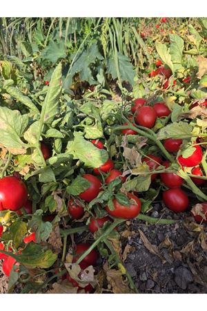KIVILCIM F1 SANAYİ TİPİ DOMATES TOHUMU