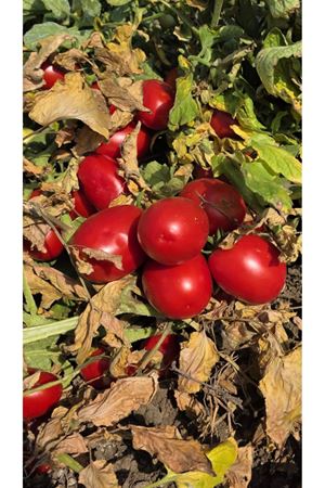 KIVILCIM F1 SANAYİ TİPİ DOMATES TOHUMU