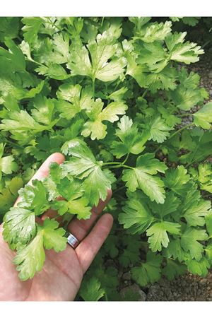 1 KG AMBALAJ ALTIN TOHUM MAYDANOZ TOHUMU  KDV DAHİL ADET FİYATI