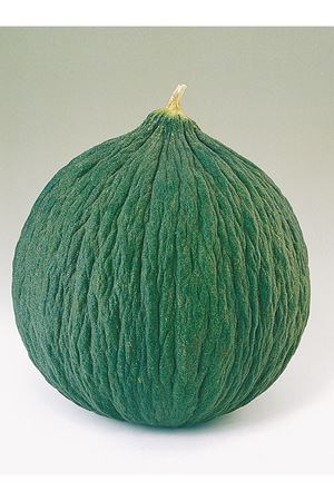 ALTIN TOHUM  HASANBEY KAVUN TOHUMU